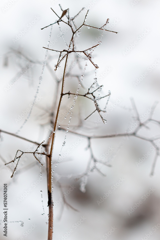 Gefrorene Wassertropfen an einem Ast Gefrorene Wassertropfen an einem Ast