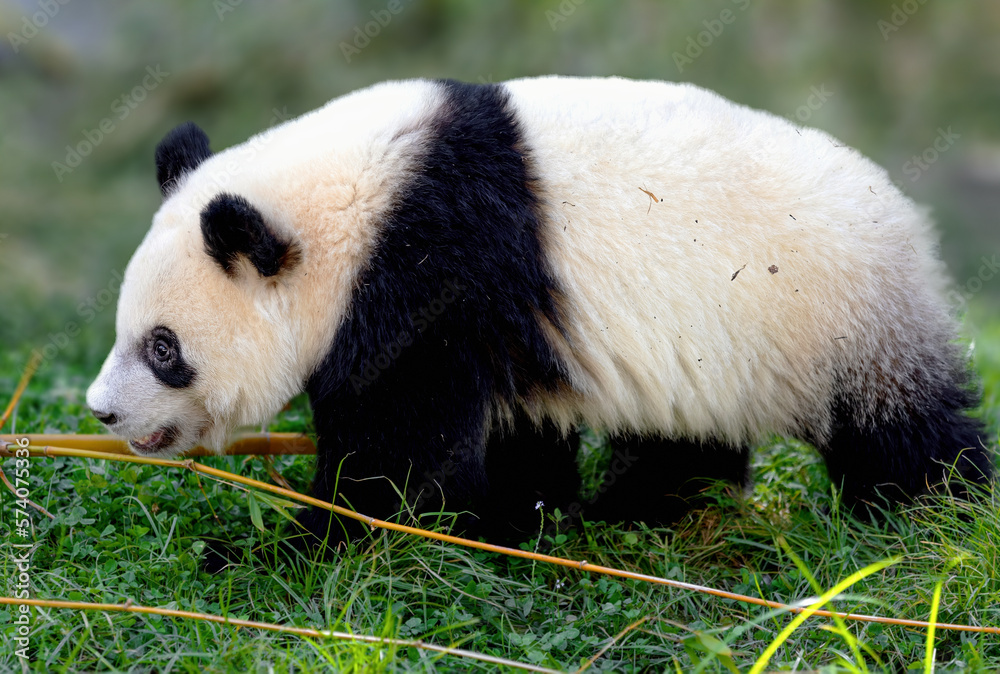 Fototapeta premium small panda bear in the grass