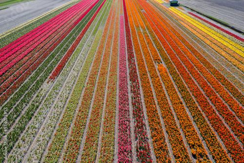 Aerial drone view multicolored tulip fields in sunny day in countryside Keukenhof flower garden Lisse Netherlands. Happy kings day.