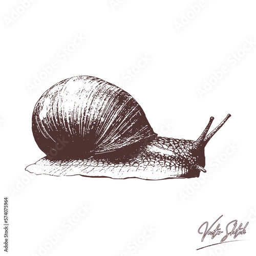 snail on a white background basket hand drawing vintage engraving illustration on white background