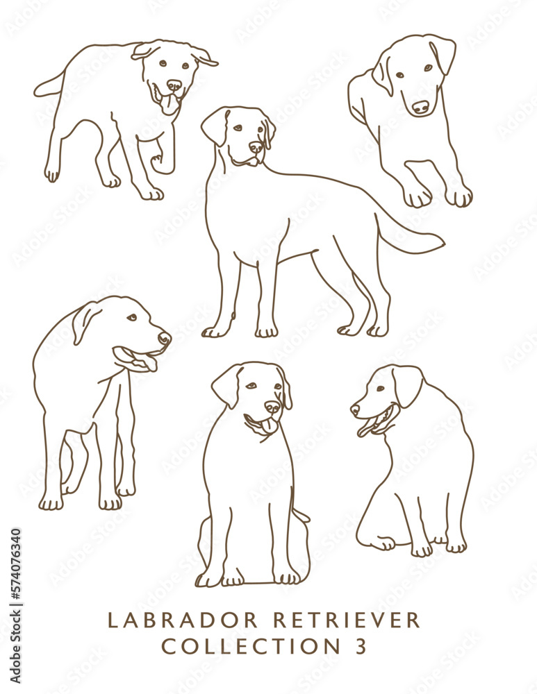 Labrador Retriever Outline Illustrations in Various Poses 3