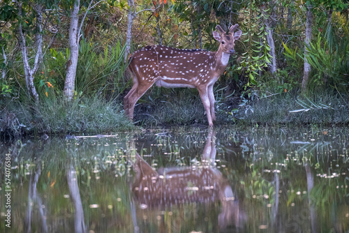 deer in the forest