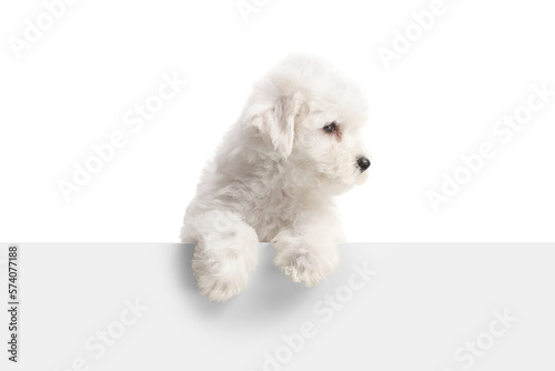 Fotografija Bichon Frise puppy standing behind a white panel and looking to the side