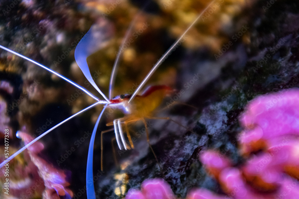 Tiny cleaner shrimp with long white antennas underwater close up still