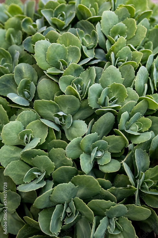 Hylotelephium spectabile or Sedum spectabile green leaves in the garden design. Hylotelephium spectabile or Sedum spectabile green leaves in the garden design.