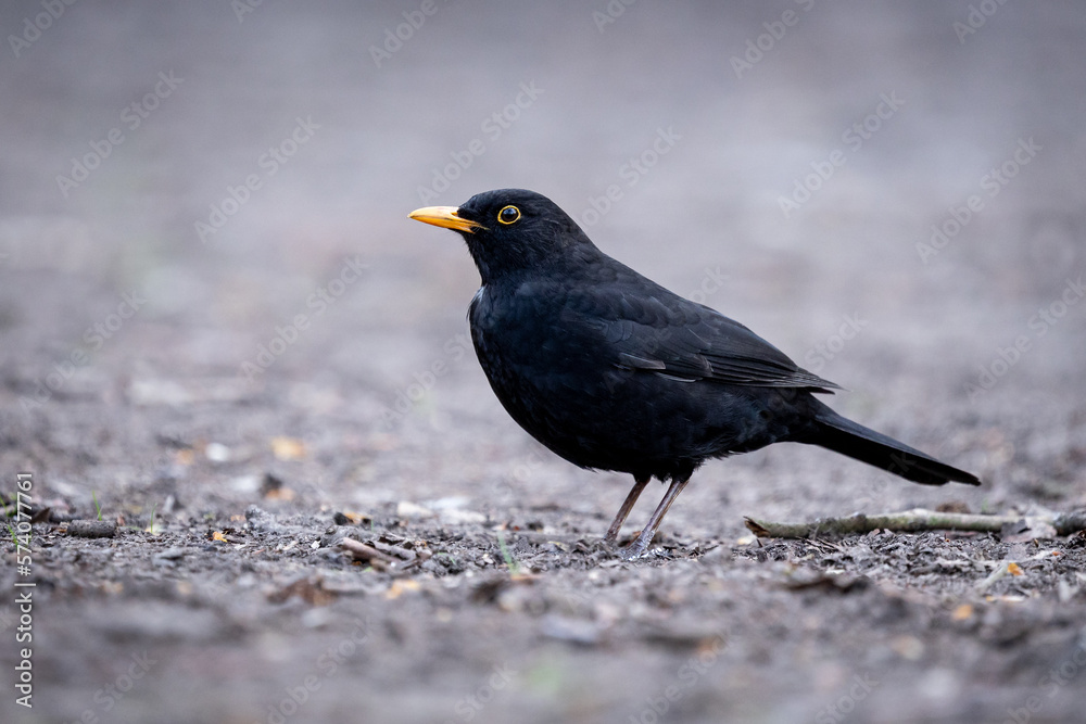 blackbird, Berlin-Tiergarten blackbird, Berlin-Tiergarten