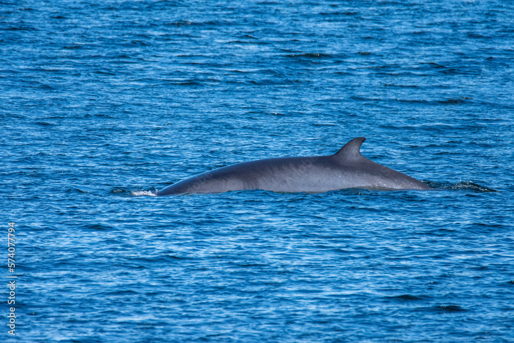 Fototapeta premium Whale emerging to the surface to breathe