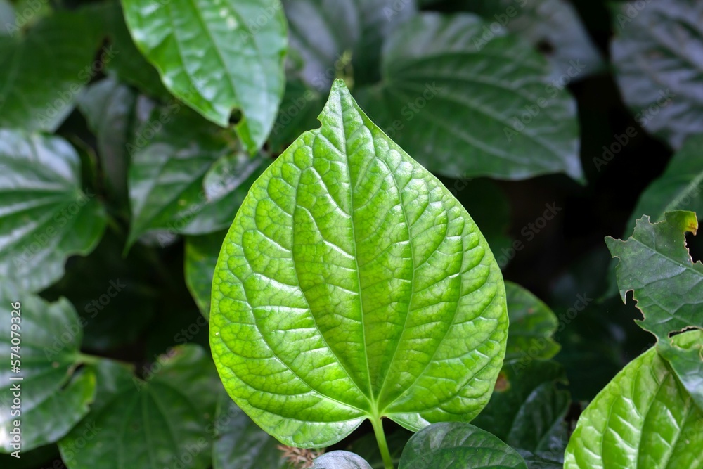 Leaves of a betel pepper, Piper sarmentosum Leaves of a betel pepper, Piper sarmentosum