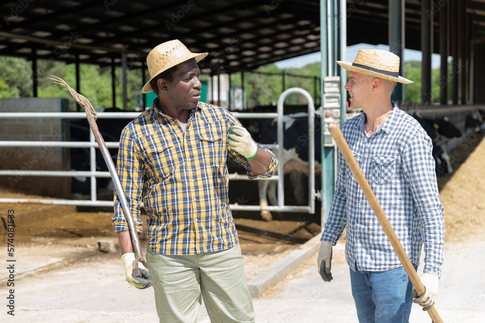 Two professional male farmers in straw hats talking during pause at cow farm