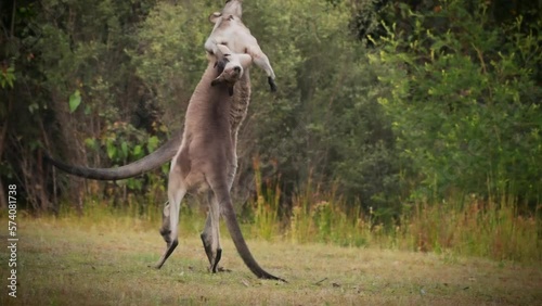 Macropus giganteus - Two Eastern Grey Kangaroos fighting with each other in Tasmania in Australia. Animal cruel duel in the green australian forest. Kickboxing ang boxing fighters or dancing pair.