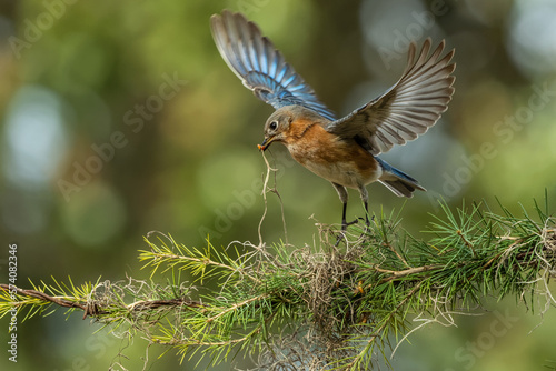 Eastern Bluebird flying will feeding © Gordon