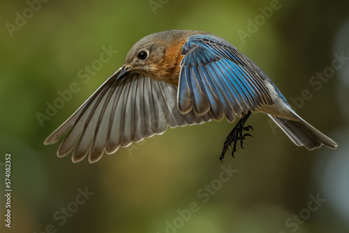 Eastern Bluebird Inflight