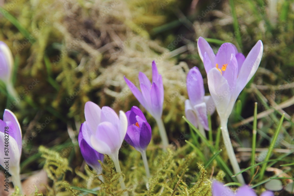 garden decoration garden decoration flowers flower feelings love crocus garden decoration garden decoration flowers flower feelings love crocus