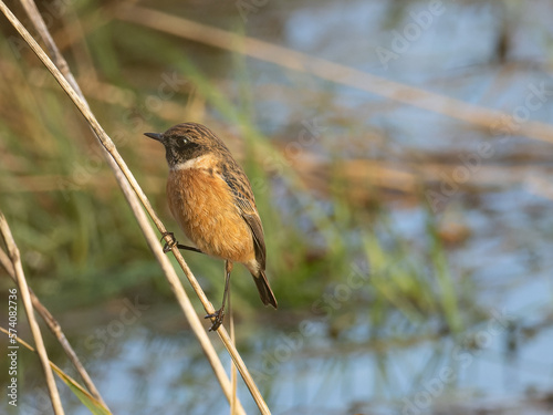 Stonechat