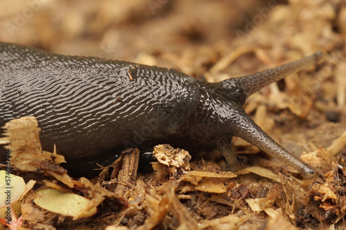 Closeup on a large slimy, air-breathing ash-black land slug, Limax cinereoniger photo