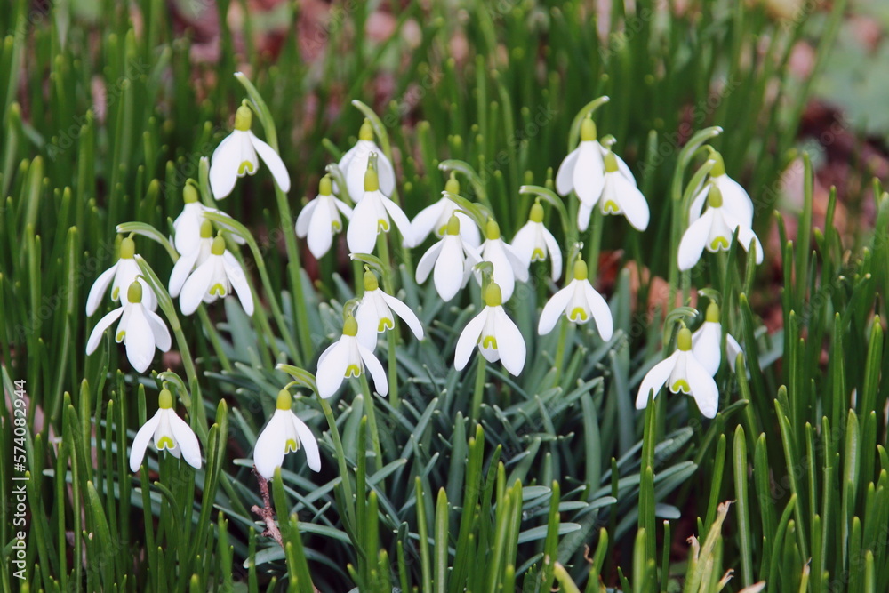 garden decoration garden decoration flowers flower feelings love crocus garden decoration garden decoration flowers flower feelings love crocus