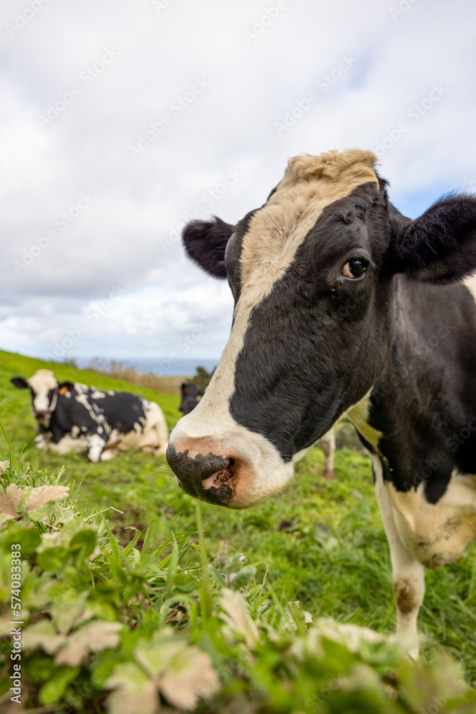 Cute cow at pasture with green grass, Azores islands, mountains with cattle.