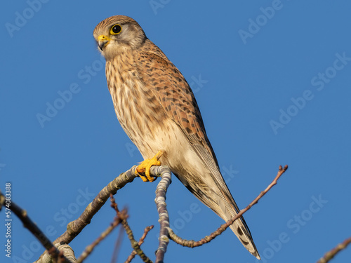 Kestrel