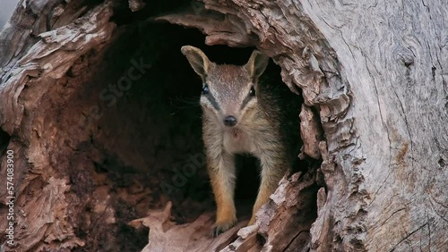 Insectivorous diurnal marsupial Numbat - Myrmecobius fasciatus also noombat or walpurti, its diet consists almost exclusively of termites. Small cute animal watching out of the laying trunk in forest photo
