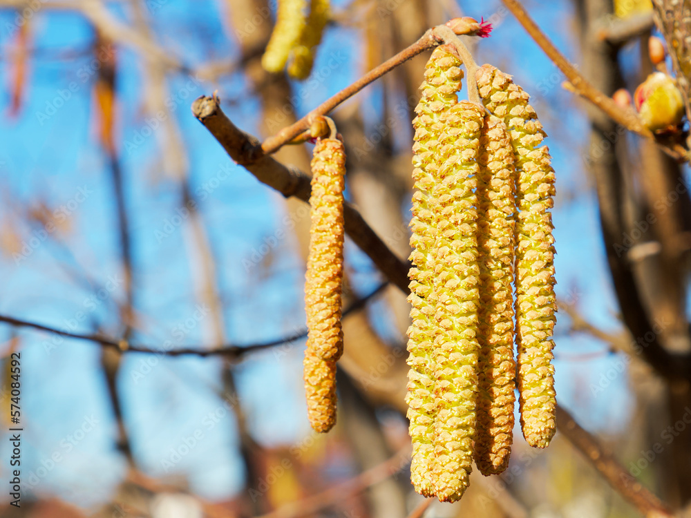 Fototapeta premium close-up of huzelnut catkins on a sunny day