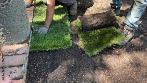 Laying rolled turf with grass on ground. Spring sunny day. New grass turf being installed in a garden.