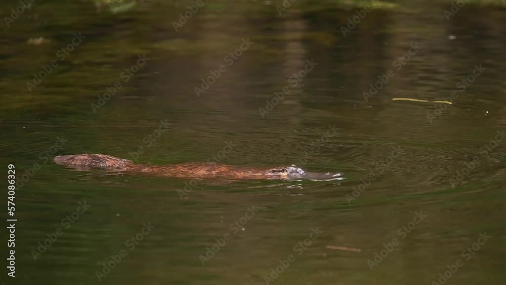 Duck-billed platypus - Ornithorhynchus anatinus, strange water marsupial with duck beak and flat fin tail swimming in lake, egg-laying mammal endemic to eastern Australia and Tasmania. Duck-billed platypus - Ornithorhynchus anatinus, strange water marsupial with duck beak and flat fin tail swimming in lake, egg-laying mammal endemic to eastern Australia and Tasmania.