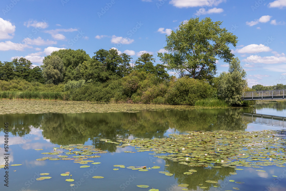 Herrenteich mit Weißen Seerosen (Nymphaea alba) bei Reinfeld, Schleswig-Holstein, mit Spiegelung des Himmels Herrenteich mit Weißen Seerosen (Nymphaea alba) bei Reinfeld, Schleswig-Holstein, mit Spiegelung des Himmels