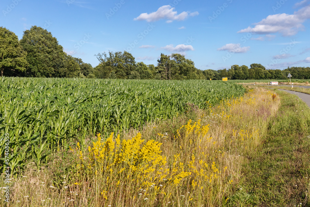 Obraz premium Maisfeld mit Blühstreifen mit Echtem Labkraut und Schafgarbe bei Bargteheide in Schleswig-Holstein