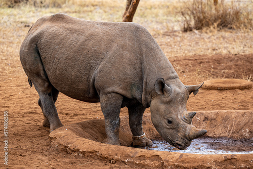 Black Rhino in Mkomazi National Park