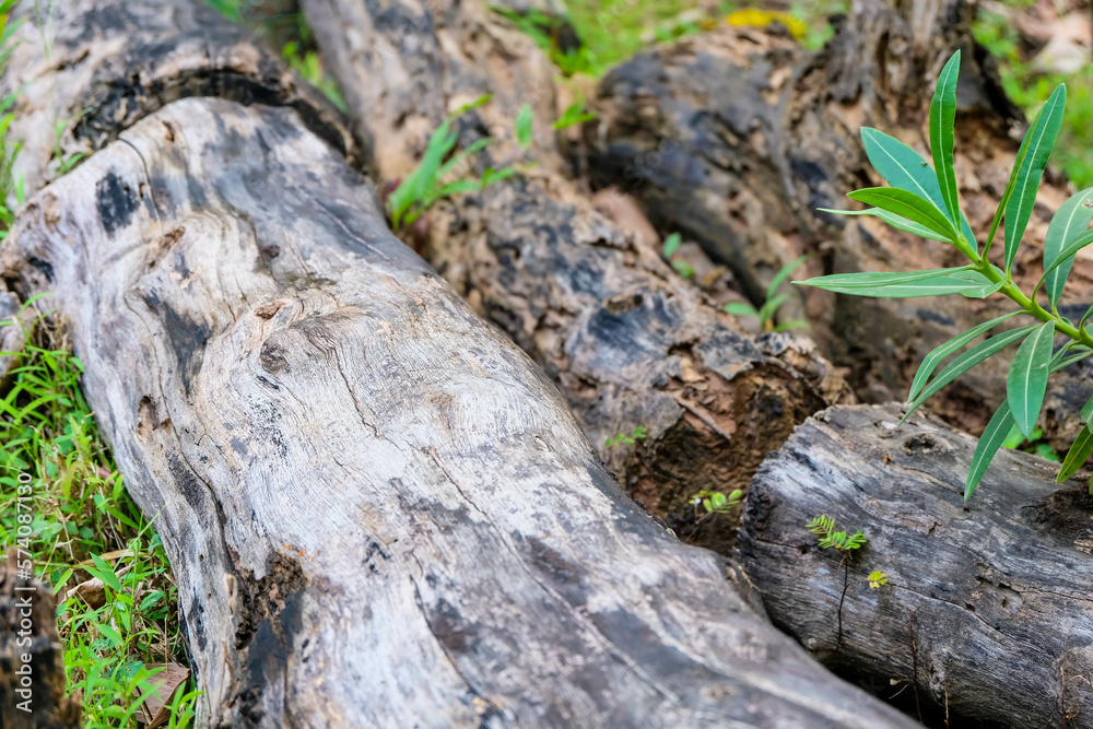 old tree stumps laying in the grass old tree stumps laying in the grass