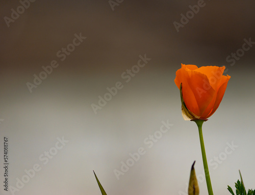 Single california poppy with background of of focus 