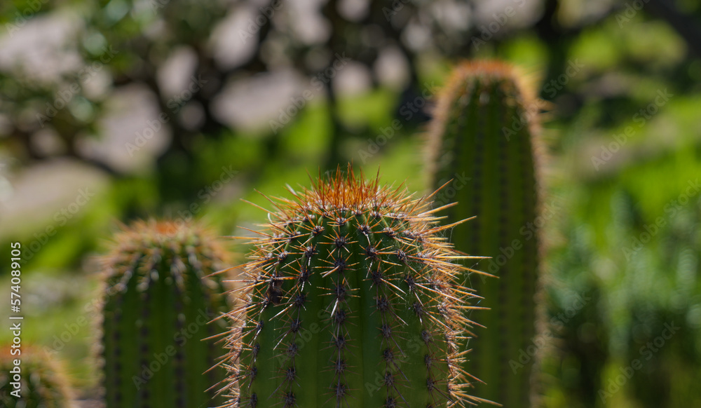 cactus in the garden close up with orange spikes cactus in the garden close up with orange spikes