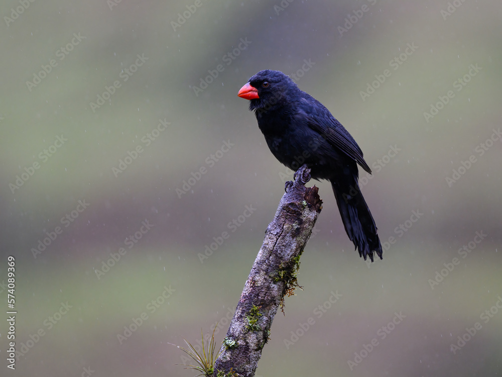 Fototapeta premium Black-throated Grosbeak on stick on rainy day in Atlantic Rainforest