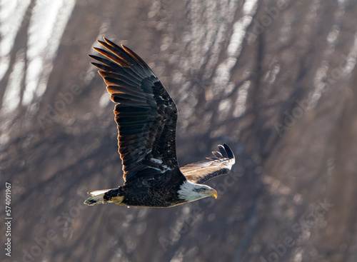 Bald eagle flying on the hunt.