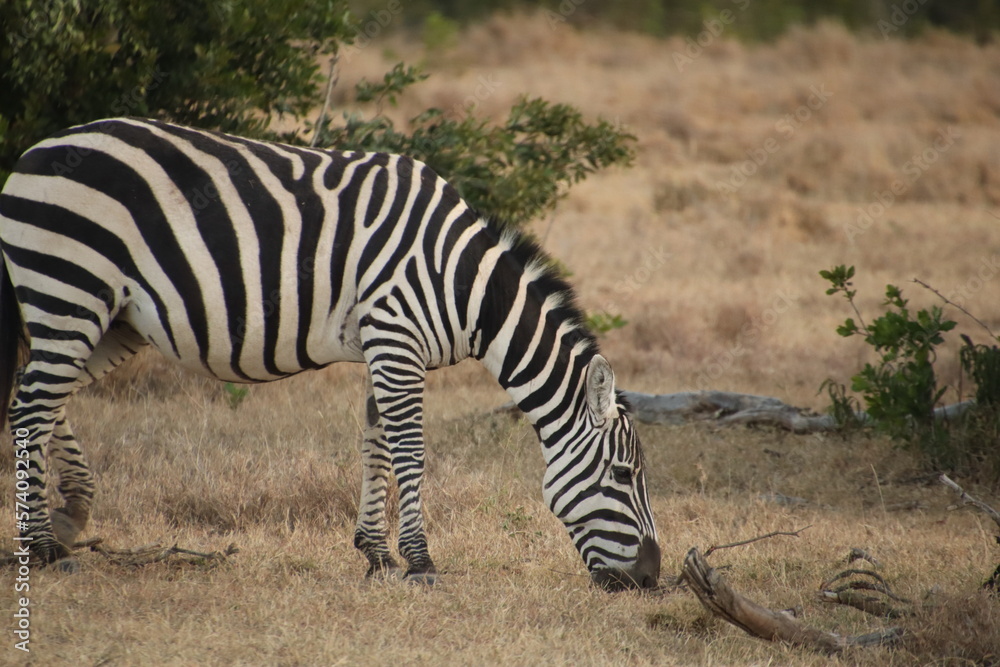 Kenia Wildlife und Natur