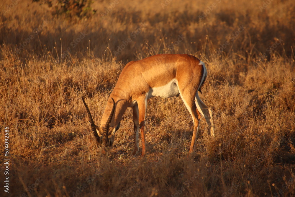 Kenia Wildlife und Natur Antilope Essen Kenia Wildlife und Natur Antilope Essen
