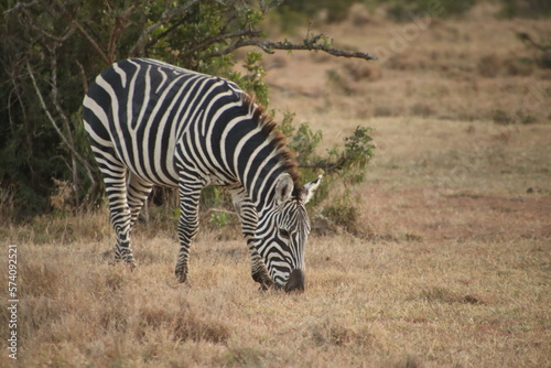 Kenia Wildlife und Natur Essen