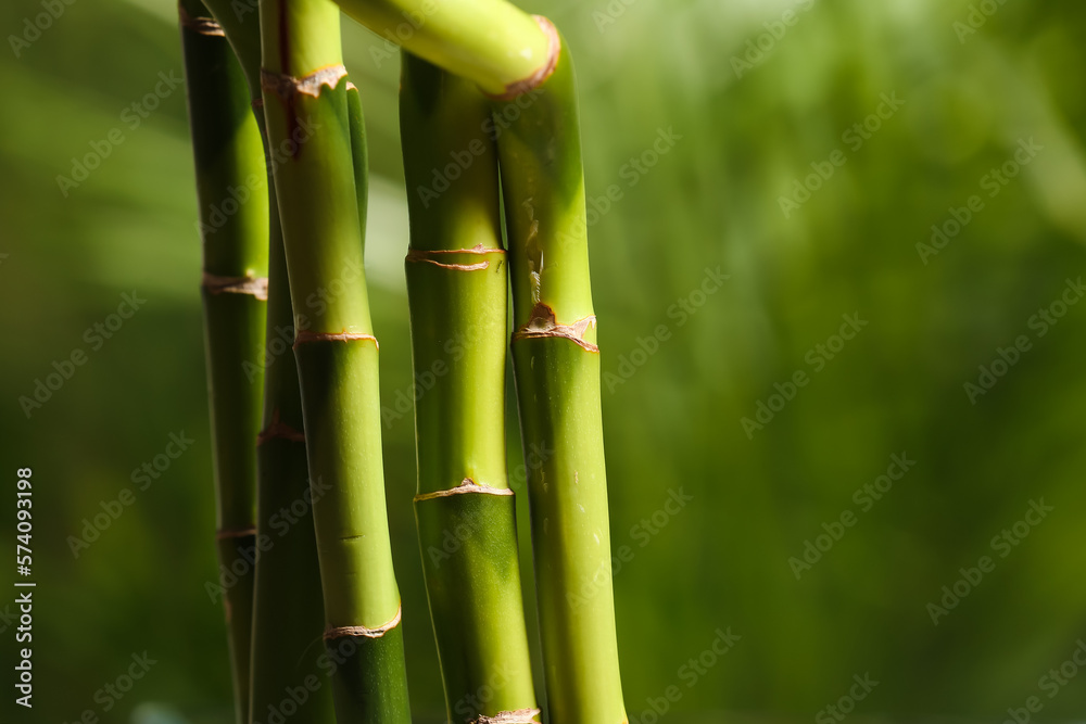 Fototapeta premium Green bamboo branches on blurred background