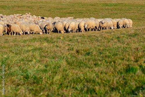 Große Schafherde auf der Weide © focus finder