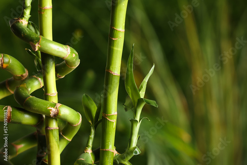 Bamboo branches in tropical garden