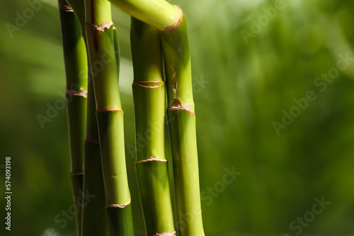 Green bamboo branches on blurred background