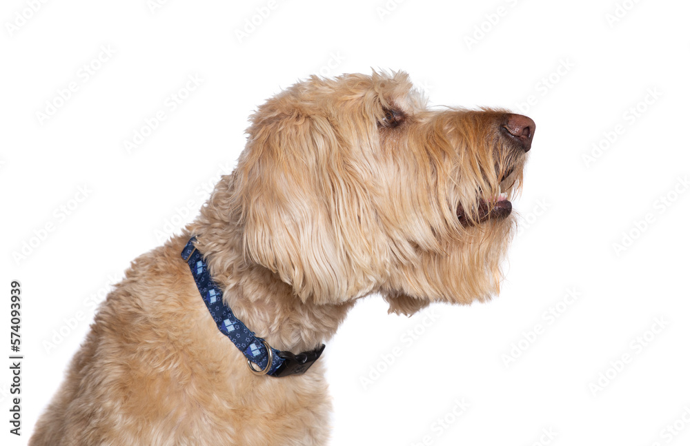 Studio shot of a cute dog on an isolated background