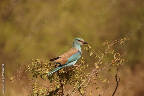 Kenia Wildlife und Natur