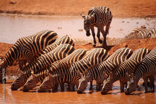 Kenia Wildlife und Natur