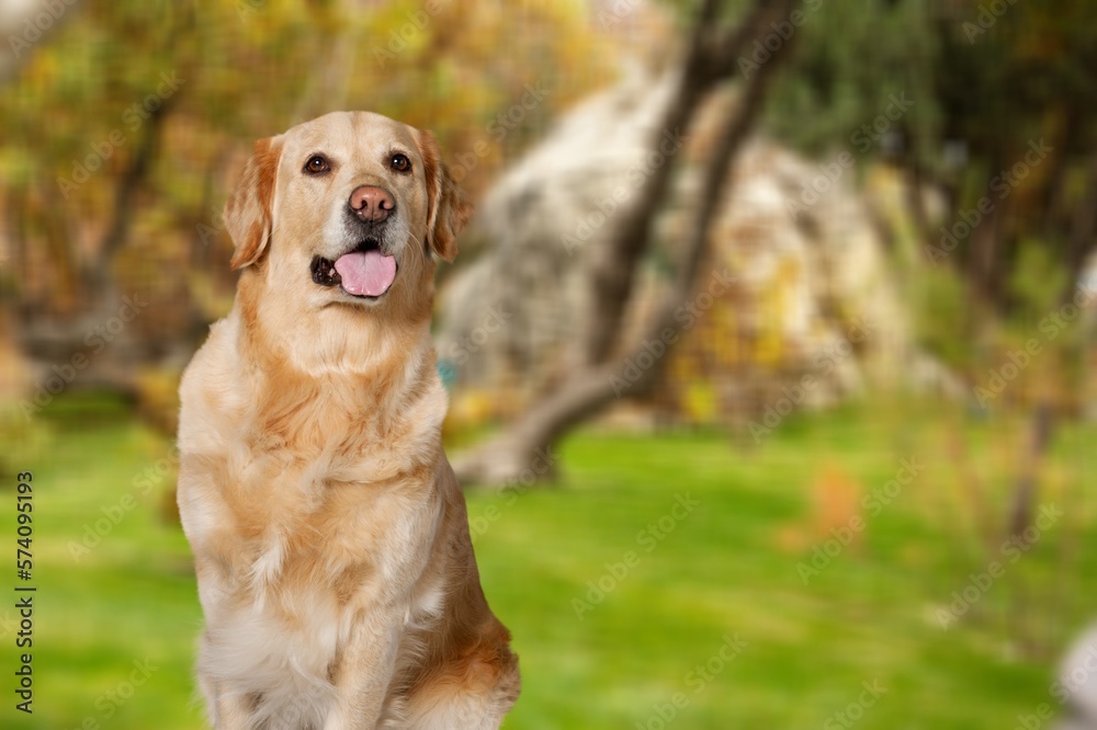 Cute young smart dog pet on outdoor