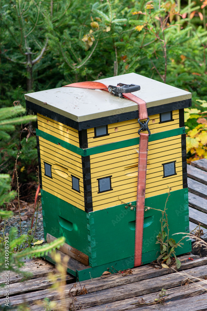 A tall wooden beehive green and yellow colored painted like a house sit among evergreen trees on a platform as a hobby farm. There are a number of honeybees on the large box and flying around the hive A tall wooden beehive green and yellow colored painted like a house sit among evergreen trees on a platform as a hobby farm. There are a number of honeybees on the large box and flying around the hive