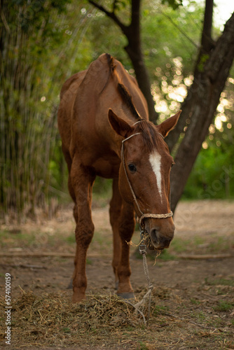 Brown horse eating dry grass, on a cloudy afternoon