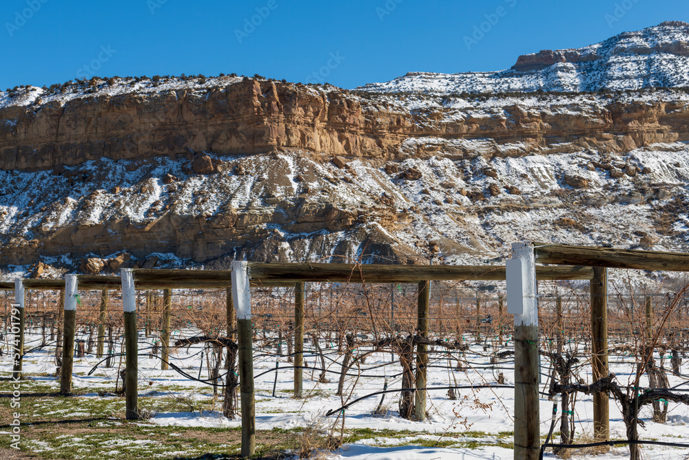 Winter Vineyard in Western Colorado with Snowy Cliffs of a Mesa in the background