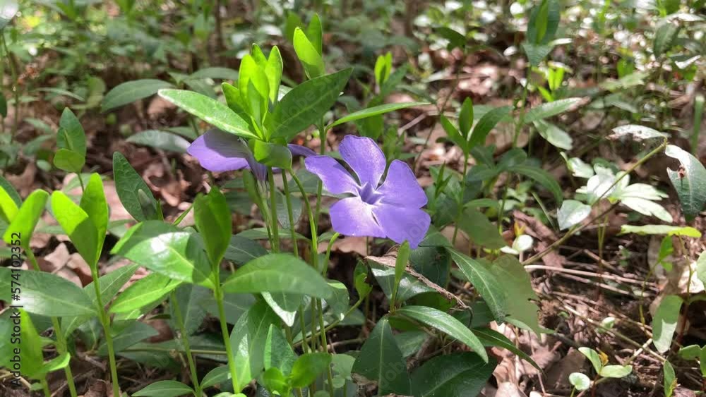 Beautiful purple flowers of vinca on background of green leaves. Vinca minor, small periwinkle, small periwinkle, ordinary periwinkle, as decoration of garden. Close-up. Concept of nature for design.
