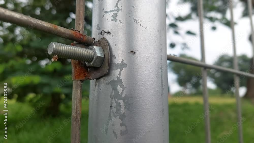 ant colony on the move on the iron fence post ant colony on the move on the iron fence post